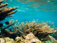 Belize Divers Paradise - photo by Terry Gruber
