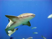 Dive with nurse sharks in Belize!