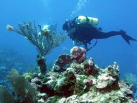 Dive with Portofino Action Divers.