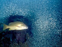 Lots of fish in Belize!