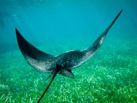 Spotted Eagle Ray Belize - photo by Terry Gruber
